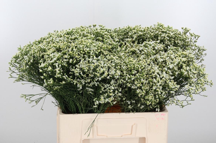 <h4>Lim Sin Sen P Colada</h4>