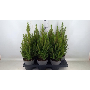 Picea glauca 'Perfecta'