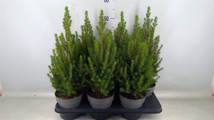 <h4>Picea glauca 'Perfecta'</h4>