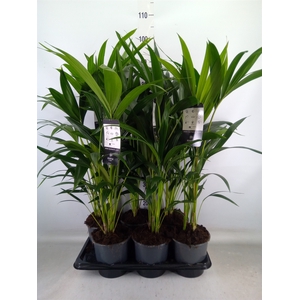 Howea forsteriana
