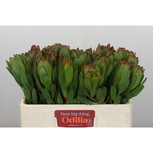 Leucadendron Goldstrike