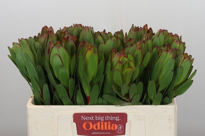 <h4>Leucadendron Goldstrike</h4>