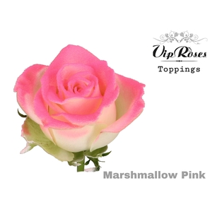 R Gr Marshmallow Pink R42 X20