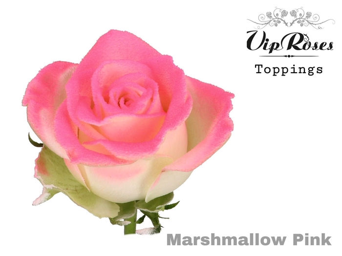<h4>R Gr Marshmallow Pink R42 X20</h4>