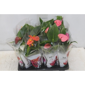 ANTHURIUM P06 VERMELHO