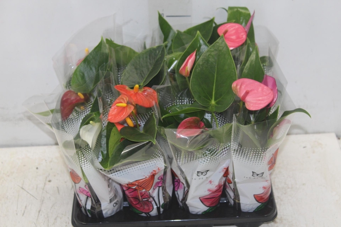 <h4>ANTHURIUM P06 VERMELHO</h4>