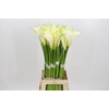 Zantedeschia Eydolls White