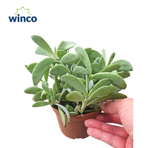 Senecio Crassisimus