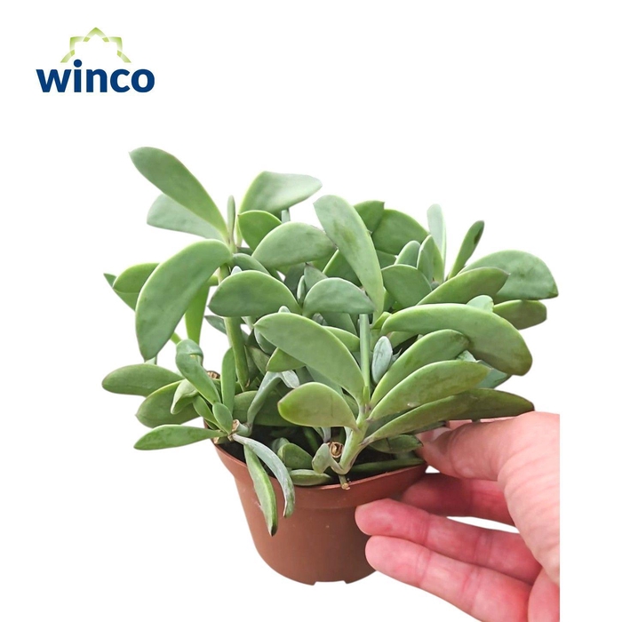 <h4>Senecio Crassisimus</h4>