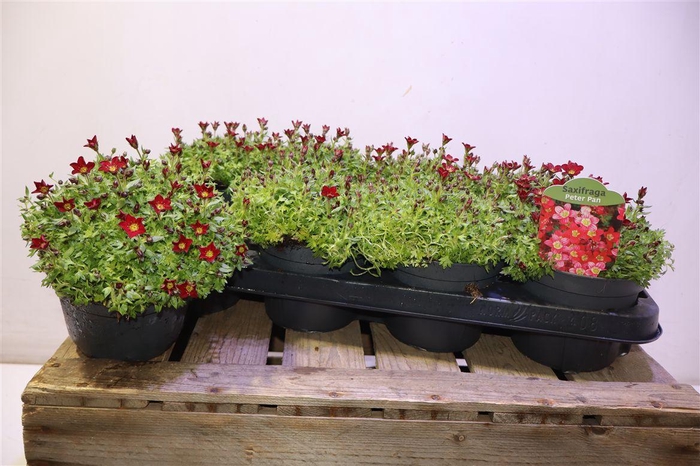 <h4>Saxif Ar Peter Pan</h4>