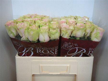 <h4>R Gr Frutteto</h4>