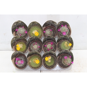 CACTUS P07 VARIEDADES ESPECIAIS