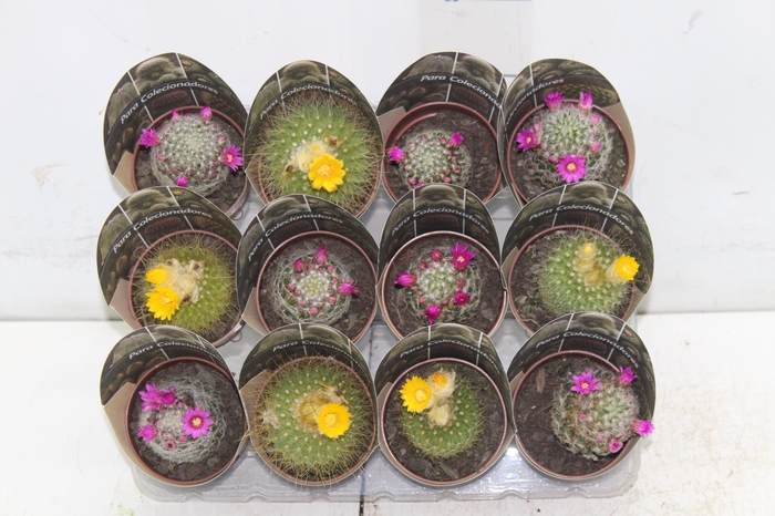 <h4>CACTUS P07 VARIEDADES ESPECIAIS</h4>
