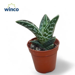 Aloe Variegata