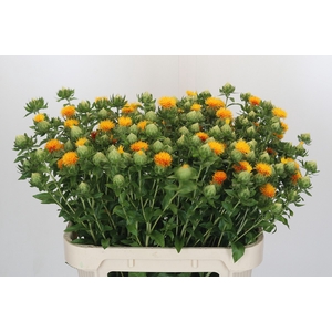Carthamus Orange Grenada