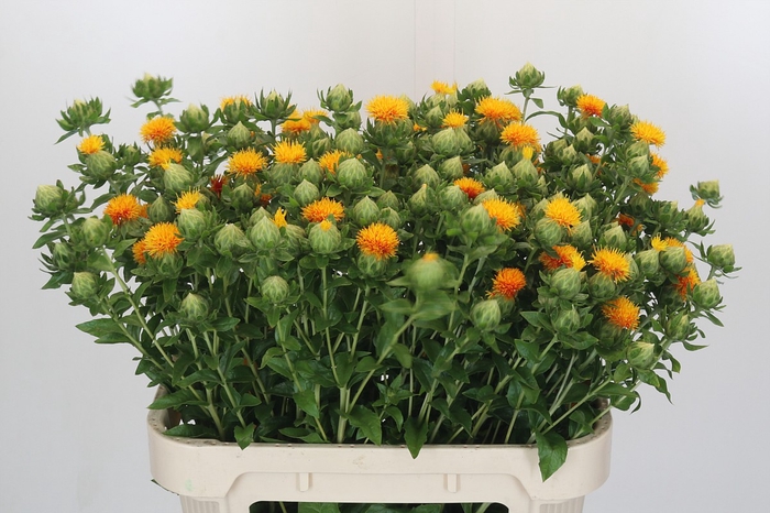 <h4>Carthamus Orange Grenada</h4>