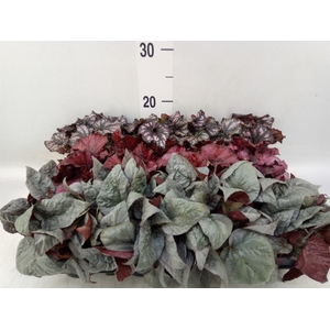 Begonia BD rex
