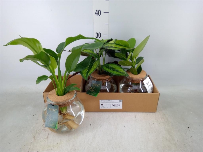 <h4>Planten  ..mix</h4>