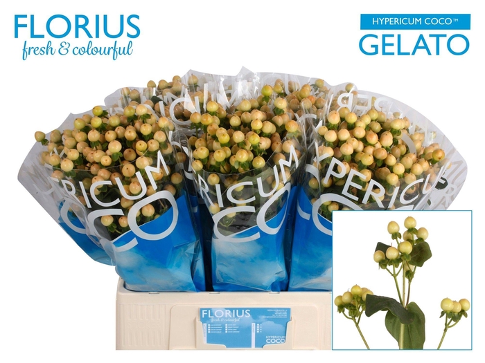 <h4>HYP COCO GELATO</h4>