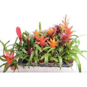 Bromelia mix