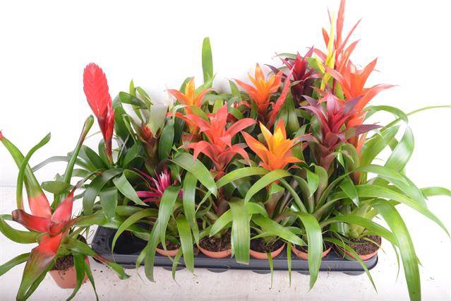 <h4>Bromelia mix</h4>