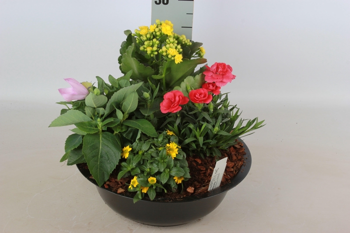 <h4>ARR TUINPLANTEN</h4>