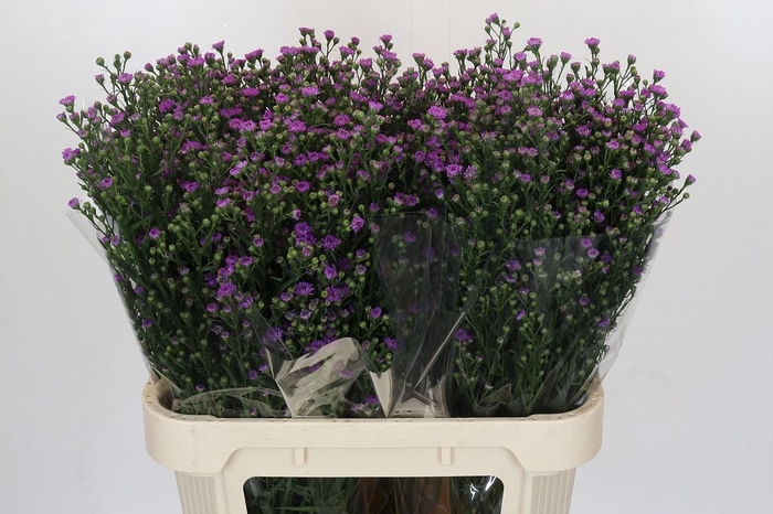 <h4>Aster Baby Pink</h4>