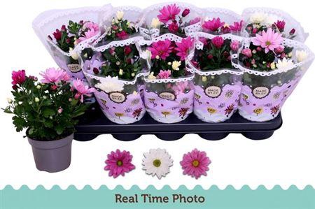 <h4>Chrys Gem In Pot</h4>