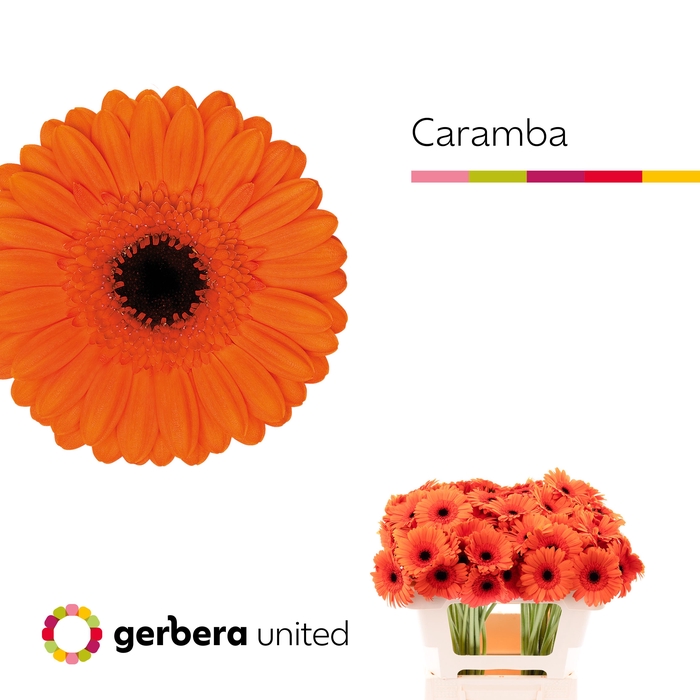 <h4>Germini Caramba Water</h4>