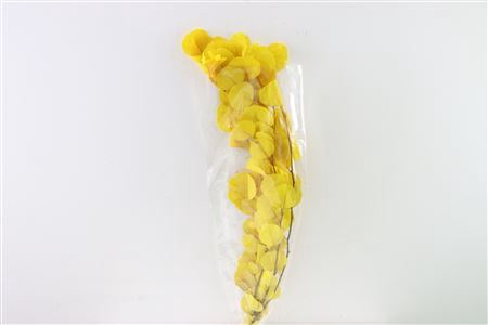 <h4>Pres Euca Populus Bleka Yellow Bunch</h4>