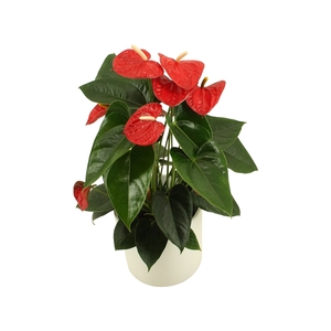 Anthurium XL.17 Easy Red 14cm in keramiek