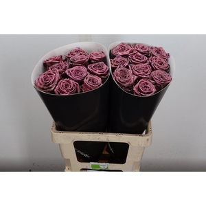 R Wx (rn) Classic Pink