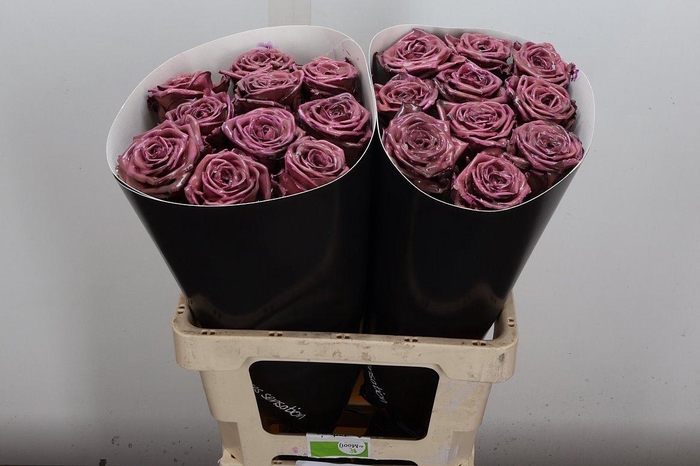 <h4>R Wx (rn) Classic Pink</h4>