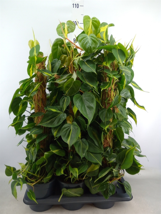 <h4>Philodendron scand. 'Brasil'</h4>