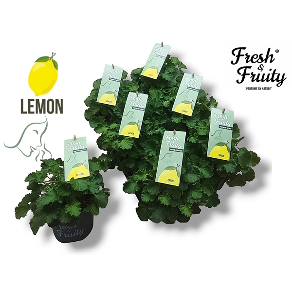 <h4>Pel. Fresh&Fruity® Lemon Fresh</h4>