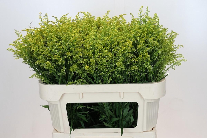 <h4>Soli Bareight</h4>