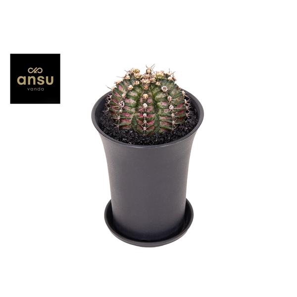 Gymno Cactus 'T-Rex' XL