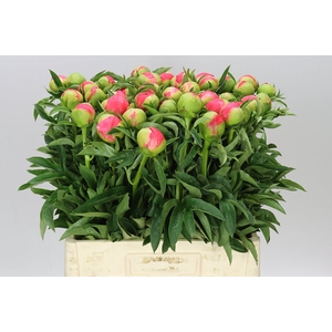 Paeonia Coral Sunset Xl