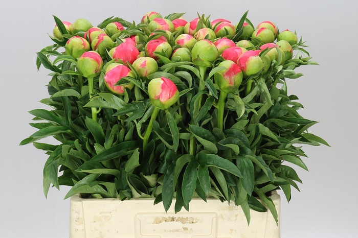 <h4>Paeonia Coral Sunset Xl</h4>