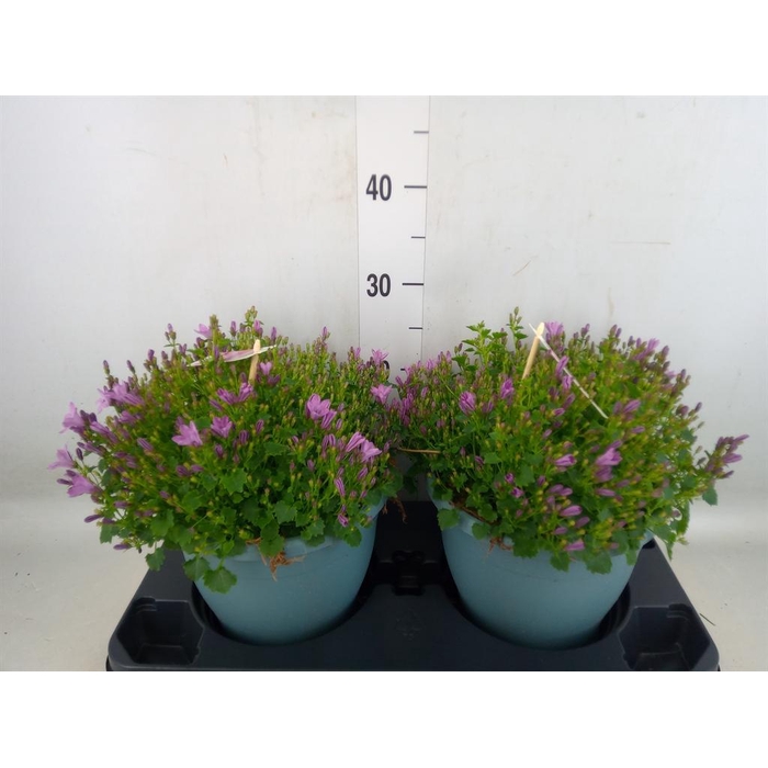 <h4>Campanula  'Ambella Pink'</h4>