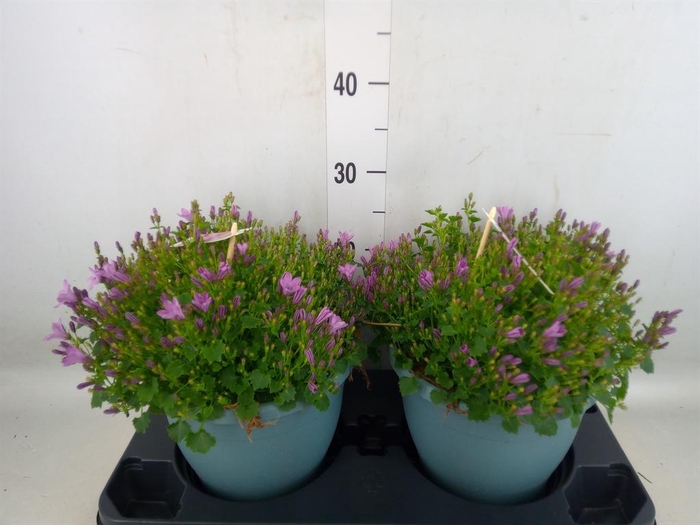 <h4>Campanula  'Ambella Pink'</h4>
