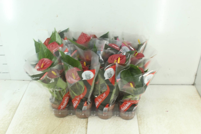 <h4>ANTHURIUM RED SUCCESS P09</h4>