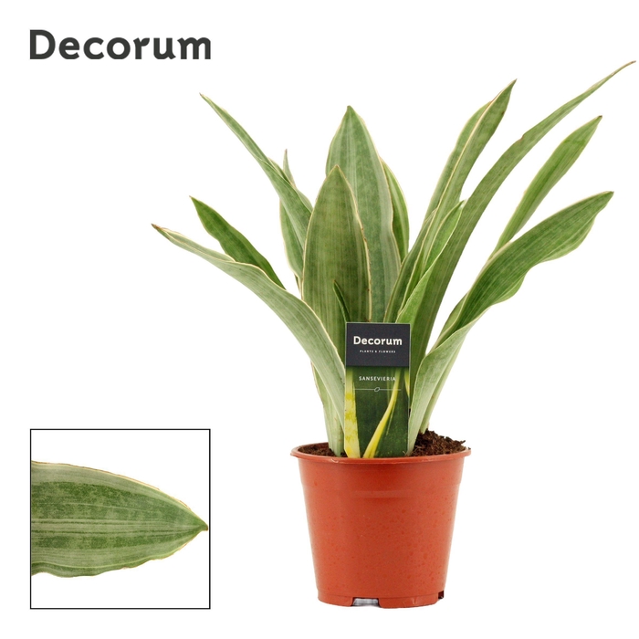 <h4>Sansevieria Aubrytiana 14 cm Sayuri (Decorum)</h4>
