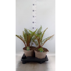 Cyathea tomentosissima
