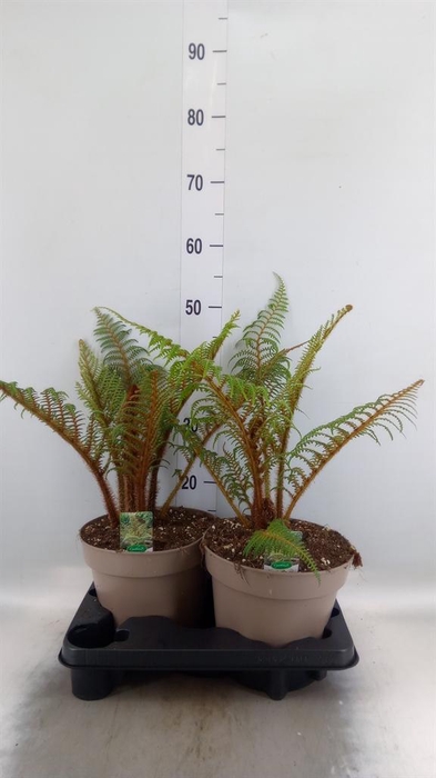 <h4>Cyathea tomentosissima</h4>
