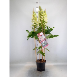 Hydrangea quercifolia