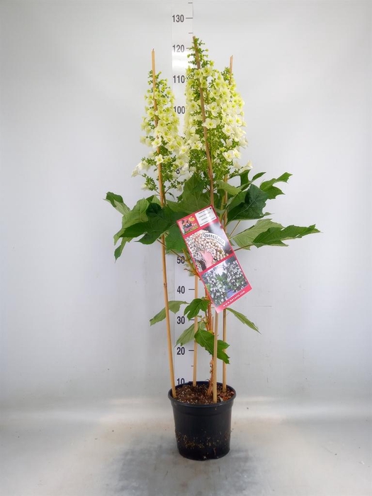 <h4>Hydrangea quercifolia</h4>