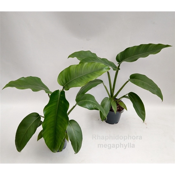 <h4>Rhaphidophora megaphylla 14cm</h4>