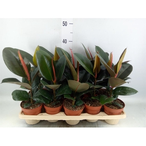 Ficus elastica 'Robusta'