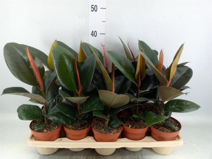 <h4>Ficus elastica 'Robusta'</h4>